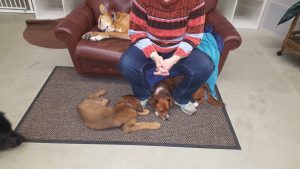 Hunde sind äußerst soziale Tiere und lieben es, Zeit mit ihren menschlichen Freunden zu verbringen.