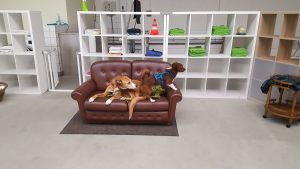 Hunde sind neugierige Tiere und lassen sich leicht von neuen Entdeckungen begeistern.
