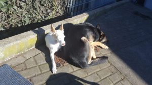 Hunde sind soziale Tiere und lieben es, Zeit miteinander zu verbringen.