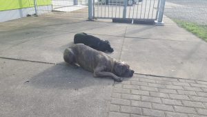 Unsere Hunde genießen es, draußen zu sein und die Welt um sich herum zu erkunden - auch wenn das bedeutet, auf einem harten Steinboden zu liegen.