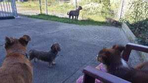 Unsere Hunde haben einen natürlichen Beschützerinstinkt - durch den Zaun halten sie Ausschau und stellen sicher, dass alles in Ordnung ist.