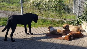In der Natur zu sein, hilft Hunden, ihre innere Ruhe zu finden - auf der Decke liegend können sie die Sonne und die frische Luft genießen und die Seele baumeln lassen.