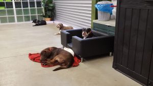 Hunde lieben es, im Rampenlicht zu stehen - auf unserem schwarzen Sofa können sie sich wie echte Stars fühlen und posieren für den Fotografen.
