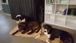Eine bequeme Decke ist der perfekte Ort für Hunde zum Ausruhen und Entspannen.