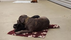 Hunde haben eine unglaubliche Fähigkeit, miteinander zu kommunizieren und zu interagieren.