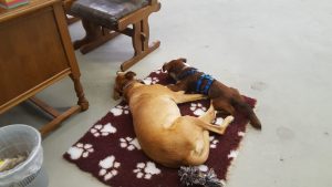 Hunde brauchen viel Schlaf, um ihre Batterien aufzuladen - auf unserer Pfotendecke können sie in aller Ruhe und Komfort schlummern und sich für ihre nächsten Abenteuer bereit machen.