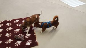 Hunde lieben es, ihre Nase zu benutzen und ihre Fähigkeiten zu testen.