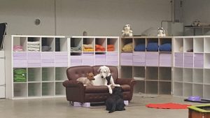 Hunde sind bekannt dafür, dass sie Freundschaften mit anderen Hunden aufbauen.