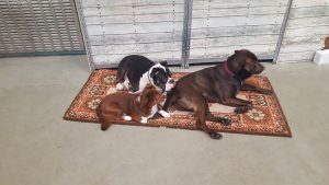 Hunde haben eine natürliche Neugier und beobachten gerne ihre Umgebung.