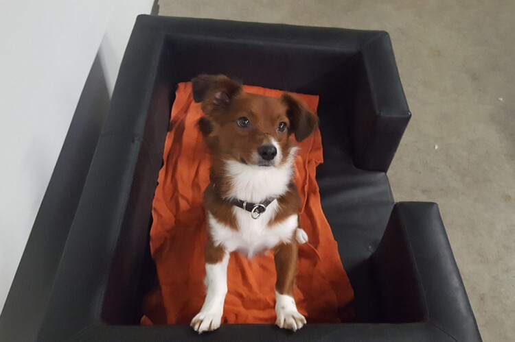 Oskar, der Therapiehund mit dem großen Herzen und einer besonderen Gabe, anderen Freude und Trost zu spenden.